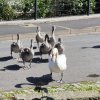 Wieder alles abgemäht! Verzweifelte Nahrungssuche der Schwanfamilie