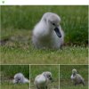 Aktion Warnschilder / Zaun / Rasen