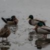WinterJanuar 2026