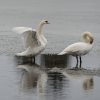 WinterJanuar 2026