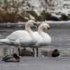 WinterJanuar 2026