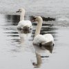 WinterJanuar 2026