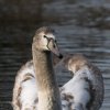 Foto@ Sühs 30.12. 2022 Rückkehr unserer Schwanfamilie Shooting