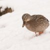 Winter Juessee Herzberg am Harz 2023