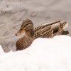 Winter Juessee Herzberg am Harz 2023