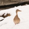 Winter Juessee Herzberg am Harz 2023