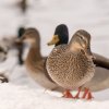 Winter Juessee Herzberg am Harz 2023