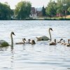 20.06.2023 Unsere Schwanfamilie ist wohlauf