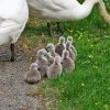 Neun Schwanenkinder sind geschlüpft. Danke an Carola Wode