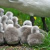 Neun Schwanenkinder sind geschlüpft. Danke an Carola Wode