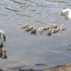 Neun Schwanenkinder sind geschlüpft. Danke an Carola Wode