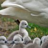 Neun Schwanenkinder sind geschlüpft. Danke an Carola Wode