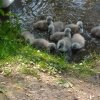 Neun Schwanenkinder sind geschlüpft. Danke an Carola Wode