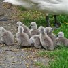 Neun Schwanenkinder sind geschlüpft. Danke an Carola Wode