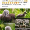 Neun Schwanenkinder sind geschlüpft. 18.05.2023 Fotos Christian Würzbach 