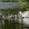 Neun Schwanenkinder sind geschlüpft. 18.05.2023 Fotos Christian Sühs