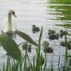 Neun Schwanenkinder sind geschlüpft. 18.05.2023 Fotos Christian Sühs