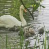 Neun Schwanenkinder sind geschlüpft. 18.05.2023 Fotos Christian Sühs