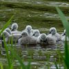 Neun Schwanenkinder sind geschlüpft. 18.05.2023 Fotos Christian Sühs