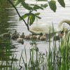 Neun Schwanenkinder sind geschlüpft. 18.05.2023 Fotos Christian Sühs