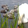 Neun Schwanenkinder sind geschlüpft. 18.05.2023 Fotos Christian Sühs