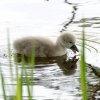 Neun Schwanenkinder sind geschlüpft. 18.05.2023 Fotos Christian Sühs