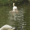 Neun Schwanenkinder sind geschlüpft. 18.05.2023 Fotos Christian Sühs