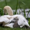 Kuscheln mit Mama Schwan Mai 2023 Foto Sühs