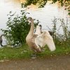 Indien Summer Juessee Herzberg 09.10.2021 Herbst Schwanfamilie Foto@Sühs