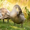 Indien Summer Juessee Herzberg 09.10.2021 Herbst Schwanfamilie Foto@Sühs