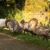 Indien Summer Juessee Herzberg 09.10.2021 Herbst Schwanfamilie Foto@Sühs