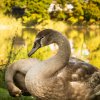 Indien Summer Juessee Herzberg 09.10.2021 Herbst Schwanfamilie Foto@Sühs