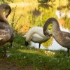 Indien Summer Juessee Herzberg 09.10.2021 Herbst Schwanfamilie Foto@Sühs