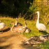 Indian Summer Juessee Herzberg  09.10.2021 Herbst Schwanfamilie Foto@Sühs