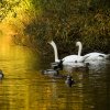 Indien Summer Juessee Herzberg 09.10.2021 Herbst Schwanfamilie Foto@Sühs