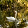 Indien Summer Juessee Herzberg 09.10.2021 Herbst Schwanfamilie Foto@Sühs