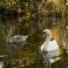 Indien Summer Juessee Herzberg 09.10.2021 Herbst Schwanfamilie Foto@Sühs