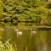 Indien Summer Juessee Herzberg 09.10.2021 Herbst Schwanfamilie Foto@Sühs