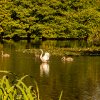 Indien Summer Juessee Herzberg 09.10.2021 Herbst Schwanfamilie Foto@Sühs