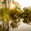 Indian Summer Juessee Herzberg 09.10.2021 Herbst Schwanfamilie Foto@Sühs