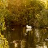 Indian Summer Juessee Herzberg 09.10.2021 Herbst Schwanfamilie Foto@Sühs