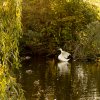 Indian Summer Juessee Herzberg  09.10.2021 Herbst Schwanfamilie Foto@Sühs