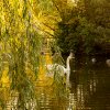 Indian Summer Juessee Herzberg  Juessee Herzberg 09.10.2021 Herbst Schwanfamilie Foto@Sühs