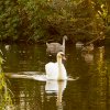 Indien Summer Juessee Herzberg 09.10.2021 Herbst Schwanfamilie Foto@Sühs