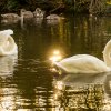 Indien Summer Juessee Herzberg 09.10.2021 Herbst Schwanfamilie Foto@Sühs