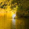 Indien Summer Juessee Herzberg 09.10.2021 Herbst Schwanfamilie Foto@Sühs