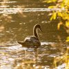 Indien Summer Juessee Herzberg 09.10.2021 Herbst Schwanfamilie Foto@Sühs