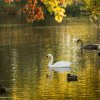 Indien Summer Juessee Herzberg 09.10.2021 Herbst Schwanfamilie Foto@Sühs