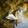 Indien Summer Juessee Herzberg 09.10.2021 Herbst Schwanfamilie Foto@Sühs