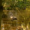 Indien Summer Juessee Herzberg 09.10.2021 Herbst Schwanfamilie Foto@Sühs